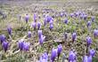 Šafrány v Lačnově. Na Valašsku roste šafrán bělokvětý (Crocus albiflorus) na několika lokalitách, nejvíce je jich v Lačnově a okolí. Jedná se též o nepůvodní rostlinu, domovinu má pravděpodobně v Alpách. Foto: L. Spitzer