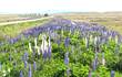 Vlčí bob (Lupinus polyphyllus) se chystá nastoupit cestu k dobytí i Beskyd. Nalézán je pravidelně v údolí Morávky a Černé Ostravice. V některých vojenských újezdech již tvoří obrovské populace (viz foto). 