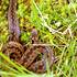 Zmije obecná (Vipera berus), náš jediný jedovatý had, zvláště chráněný druh v kategorii kriticky ohrožený, mladý jedinec (Foto: Tomáš Kašpar)