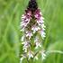 Vstavač osmahlý (Orchis ustulata), silně ohrožený druh rostoucí v Beskydech vzácně na krátkostébelných loukách a pastvinách,  foto Jan Pavelka