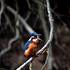 Ledňáček říční (Alcedo atthis), silně ohrožený druh - foto Karel Pavelka