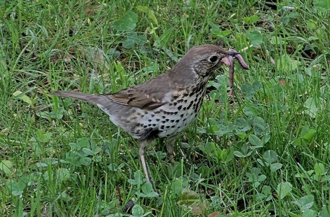 Drozd zpěvný (Turdus philomelos), foto K. Pavelka.