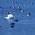 Lyska černá (Fulica atra) a labuť velká (Cygnus olor) v popředí, v pozadí samci poláka velkého Aythya ferina) na hladině rybníka - foto Karel Pavelka.