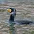 Kormorán velký (Phalacrocorax carbo) je na Festivalu ptactva každoročně pozorván na Velkém Choryňském rybníku. Na snímku je dospělý jedinec ve svatebním šatě, foto D. Boucný.