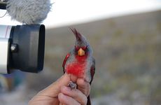 Papoušek kardinál úzkozobý - foto Petr Lumpe
