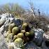 Skupina ferokaktusů a agave - foto Petr Lumpe