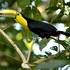 Tukan duhový, Ramphastos sulfuratus (foto Tomáš Grim)