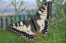 Otakárek fenyklový (Papilio machaon)