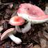 holubinka sličná (Russula lepida)