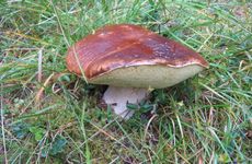 hřib smrkový (Boletus edulis)