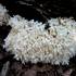 Korálovec bukový (Hericium coralloides)