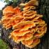 sírovec žlutooranžový (Laetiporus sulphureus)