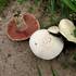 pečárka polní (Agaricus campestris)