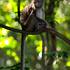 Makak jávský(Macaca fascicularis filippensis) - foto Petr Podzemný