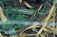 Bazilišek zelený (Basiliscus plumifrons) - foto Tomáš Grim