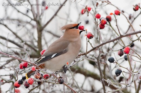 Brkoslav severní (Garrulus glandarius) je na sveru Evropy a Asie hnízdící druh, který se při nedostatku potravy na hnízdištích objevuje invazně i ve střední Evropě. Foto Dušan Boucný.