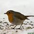 Červenka obecná (Erithacus rubecula) je sice tažná, ale v mirných zimách zde mnozí jedinci setrvávají - foto Jenda Havránek.