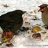 Kos černý (Turdus merula) s brkoslavem severním (Garrulus glandarius) - foto Dušan Boucný.