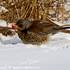 Drozd kvíčala (Turdus pilaris) u nás hnízdí, ale v zimě k nám někdy zalétají ze severní Evropy velká hejna. Foto Dušan Boucny.