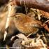 Střízlík obecný (Troglodytes troglodytes) je jeden z našich nejmenších ptáků - v zimě se u nás vysktují jedinci ze severní Evropy. Foto Luděk Boucný.