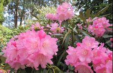 Rododendrony, foto J. Slezáková