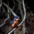 Ledňáček říční (Alcedo aathis) -foto Karel Pavelka