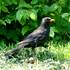 Kos černý (Turdus merula) bývá v parcích a městech jedním z nejhojnějších ptačích druhů. Na snímku od Tomáše Kašpara je samec.