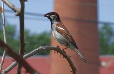 Vrabec domácí (Passer domesticus), samec. Tento druh ve městech ubývá a proto na "Vítáních" na Valašsku konaných především ve městech je ho vidět čím dál méně. Foto Karel Pavelka