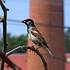 Vrabec domácí (Passer domesticus), samec. Ve Valašském Meziříčí ubývá stejně jako v dalších městech. Foto K. Pavelka