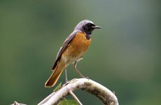 Samec rehka zahradního (Phoenicurus phoenicurus). Tento atraktivně zbarvený ptáků hnízdí v zahradách ve městě i v parku Kinských (foto T. Kašpar).