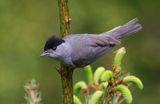 Samec pěnice černohlavé (Sylvia atricapilla) patří k našim nejlepším pěvcům. Foto L. Boucný.