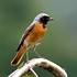 Rehek zahradní (Phoenicurus phoenicurus), samec - foto T. Kašpar.Druh se vyskytuje na zahradách, v parcích a také v horských přírodních lesích.