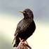 Špaček obecný (Sturnus vulgaris) bude viditelný především v zámeckém parku u zámku Kinských - foto T. Kašpar