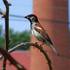 Samec vrabce domácího (Passer domesticus) - foto Karel Pavelka. 