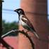 Vrabec domácí (Passer domesticus), samec - foto K. Pavelka