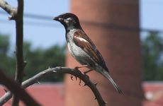 Vrabec domácí (Passer domesticus), samec - foto K. Pavelka