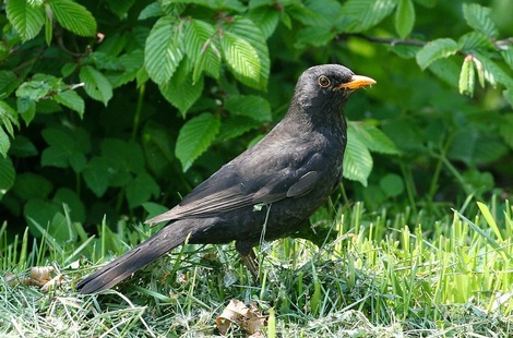 Kos černý (Turdus merula), samec - foto T. Kašpar