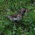 Drozd zpěvný(Turdus philomelos) - foto K.Pavelka