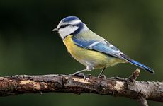 Sýkora modřinka (Cyanistes caeruleus) - foto P. Podzemný