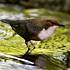 Skorec vodní(Cinclus cinclus)bývá také pozorován na Vsetínské Bečvě - hnízdí na potocích Rokytenka a Jasenka přímo ve Vsetíně - foto D. Boucný