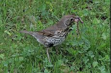 Drozd zpěvný (Turdus philomelos) s potravou - foto K. Pavelka.