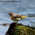 Konipas horský(Motacilla cinerea) s potravou - foto Luděk Boucný.