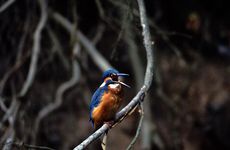 Někdy se při této akci objeví na řece Bečvě i ledňáček říční (Alcedo aatthis) - foto Karel Pavelka