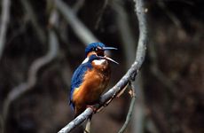 Ledňáček říční (Alcedo atthis) je vztácně při "Vítání" pozorován na Vsetínské Bečvě - foto K. Pavelka.