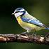 Sýkora modřinka (Cyanistes caeruleus) se vyskytuje v parcích i v břehových porostech Bečvy (foto P. Podzemný).