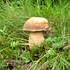 hřib dubový Boletus reticulatus