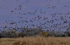 Vzlétající hejno jeřába popelavého (Grus grus) - foto Jiří Troneček