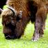 Největší evropský savec, zubr evropský (Bison bonasus bonasus) z Bielověžského pralesa - foto Jiří Troneček. Jde o  nížinný poddruh zubra - ten horský, zubr kavkazský, byl menší a byl vyhuben koncem 20. let 20. století.