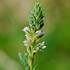 Květ židoviníku německého(Myricaria germanica) - foto M. Hykel