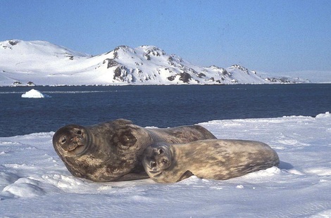 Tuleň Weddelův-samice s mládětem na ostrově Nelson Island. Foto: Ing. Petr Lumpe, Regionální muzeum Mělník